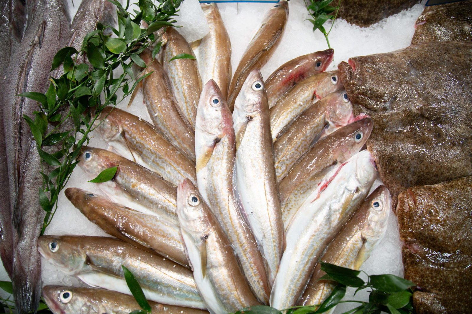 Meilleures ventes poissons, coquillages et crustacés - La Fine Marée